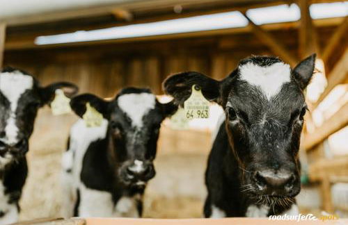 Die Römer - Foto 23