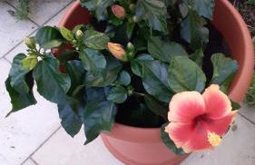 La casetta di samba - Foto 20