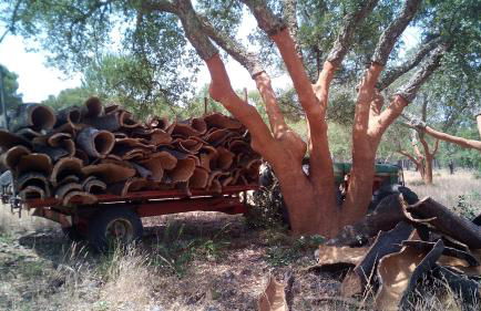 Monte do Brejinho de Água - Foto 62