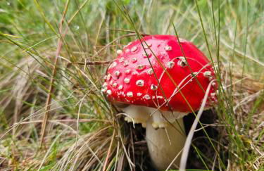 WALD WIESE cottage - Foto 34