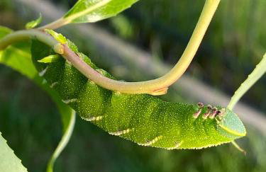 Stodoła 55 - Foto 77