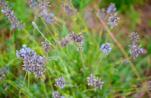 Agroturystyka Zaborski Sad - Foto 25