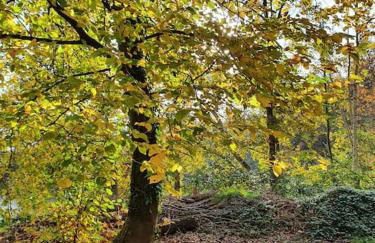 Ferienhaus blauer See mit optionalem Hot-Tub - Foto 38