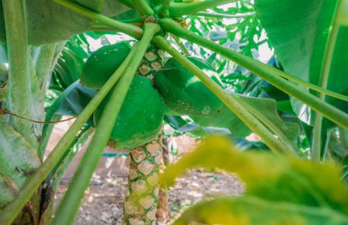 CASA EMBLEMÁTICA MARUCA y LELI - Foto 44