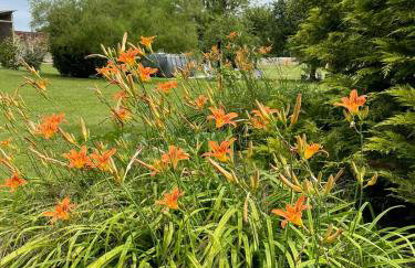 Crisoline - Foto 24