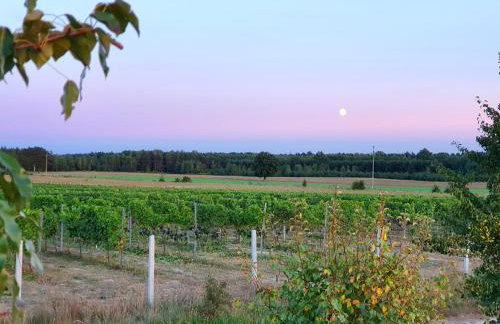 Królewska Sielanka - Foto 20