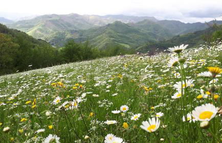 Porcaticcio - Foto 28