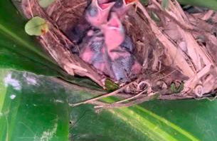 Arthi - LINDO LOFT RECANTO DOS PASSARINHOS - Foto 10