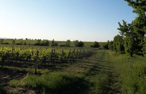 Fewo Pfalzwohnung Ellerstadt - Foto 14