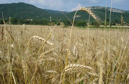 Apartmani Aldo - Foto 11