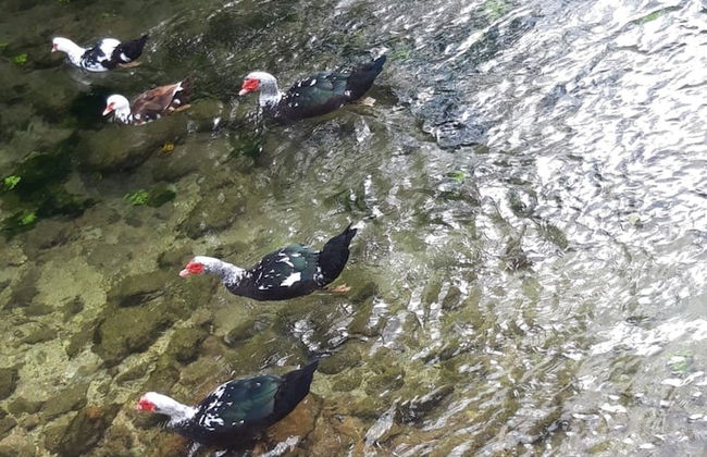 House With Large Garden, Right Next to the River - Foto 38