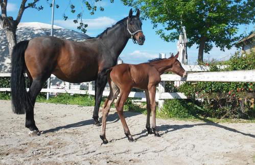 La Collina dei Cavalieri - Foto 62
