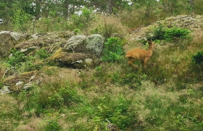 4 Person Holiday Home in Bralanda - Foto 6