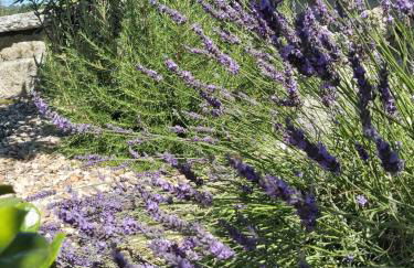 Quinta das Regueiras - Foto 14