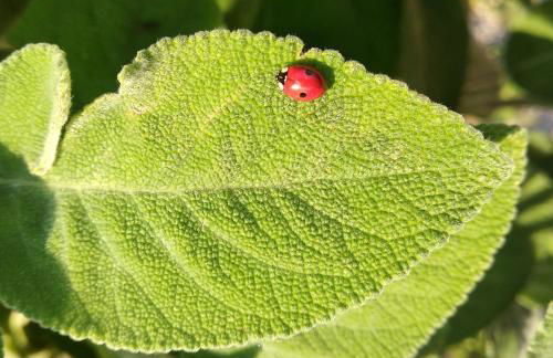 Agriturismo Le Case di San Vivaldo - Foto 78
