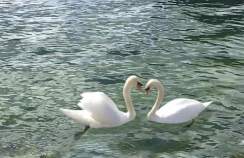 Villa Svanen am Meer - Foto 33