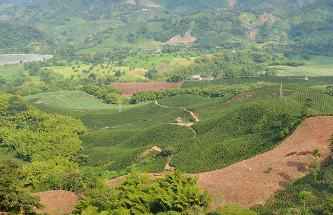 Vuelo privado en parapente sobre el Eje Cafetero - Foto 6