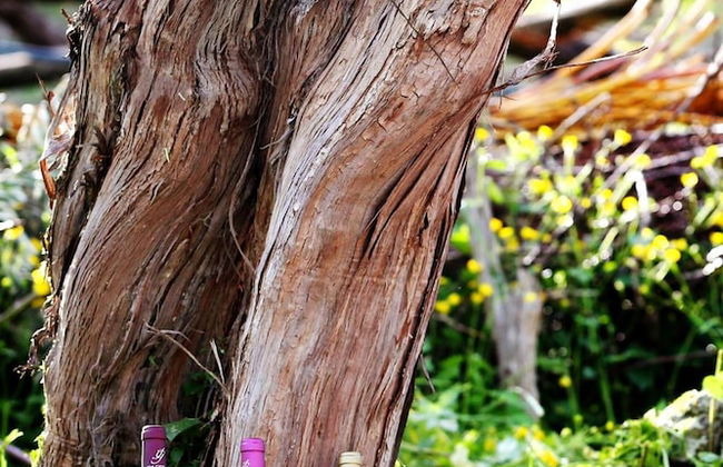 Agriturismo Il Raduno - Foto 52