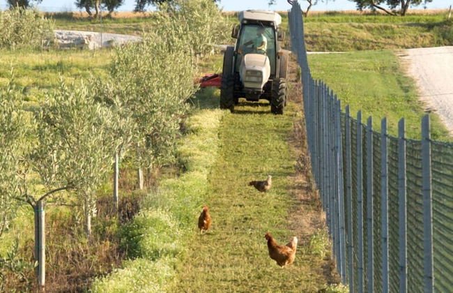 Agriturismo Le Bucoliche - Foto 43