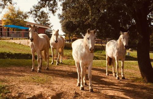 Villa Rural Sierra Hueznar - Foto 12
