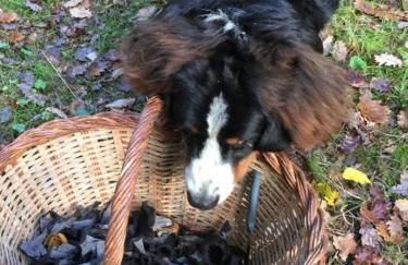 Más Figueres - Foto 47