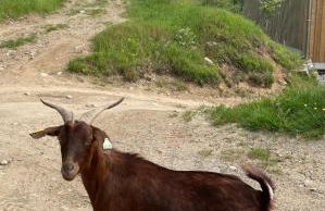 Chamois Rouge - Foto 29