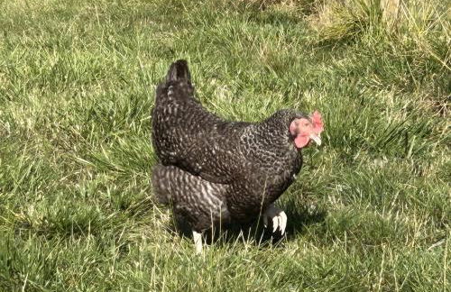 Keepers Cottage - Photo 19