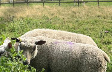 Walland Cottage Romney Retreat - Photo 22