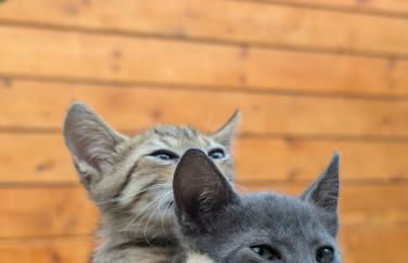 Linda House Corfu 2 - Foto 33