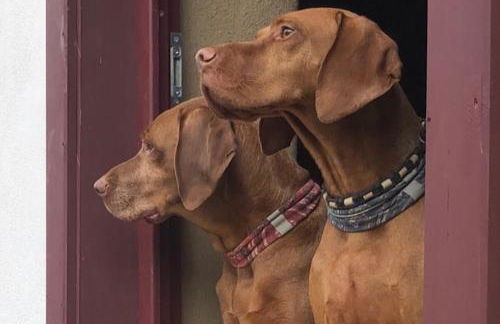 Öko-Fachwerkhaus am Schwarzwald - Foto 8