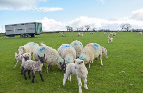 Pengelli Cottage - Foto 20