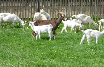 Ferienwohnung Bierl - Foto 11