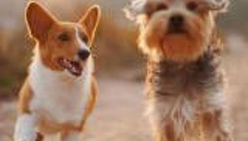 Holiday Home Haus freistehend Sonne Bett 160cm Patio billig by Interhome - Foto 5