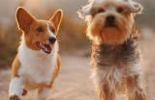 Holiday Home Haus freistehend Sonne Bett 160cm Patio billig by Interhome - Foto 5