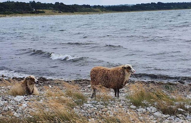 4 Person Holiday Home in Grevinge - Foto 37