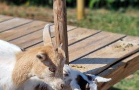 Meublé 5* Au gré des saisons - Photo 18