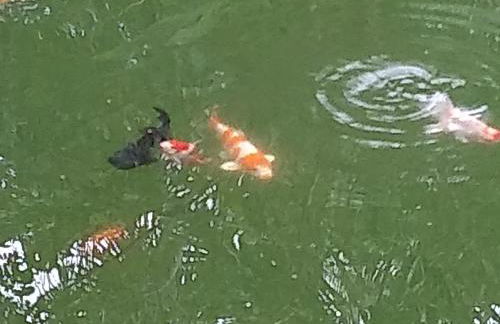 Pousada Chalé na Roça Penedo - Photo 35