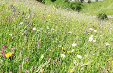 Cesa de Conesel - Foto 59