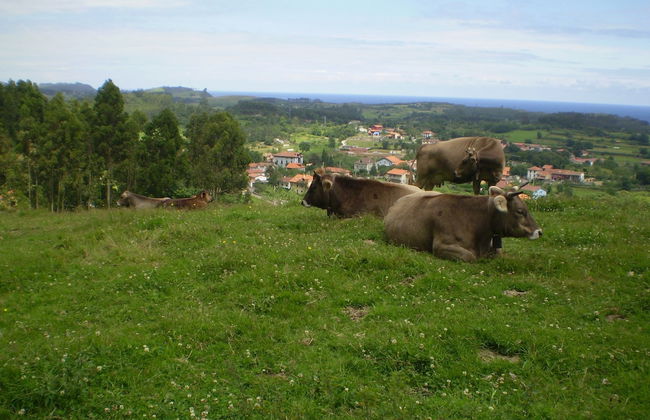 Casa de Aldea Ruiloba - Foto 12