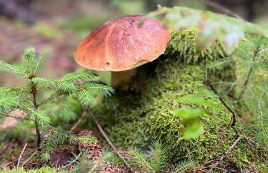 Agroturystyka u Strażaka - Foto 66