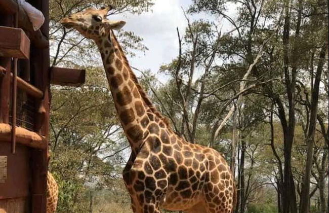 Excursión al Giraffe Centre - Foto 7