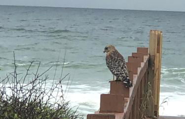 Palm Coast, FL 2BD 2BR Beach Villa! Walk to the Ocean! - Foto 69