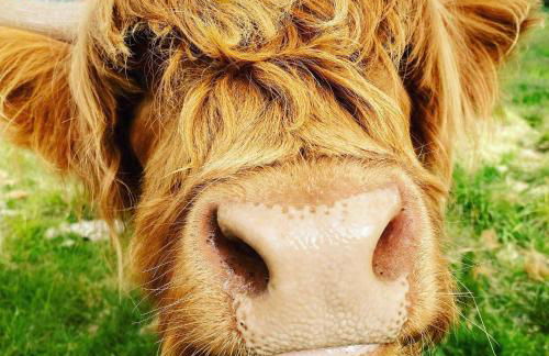 Beautiful dog friendly lodge with hot tub - Foto 19