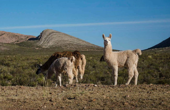 Yavi and Quiaca Trip - Photo 3