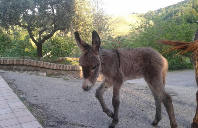 Agriturismo La Vecchia Fontana - Photo 73