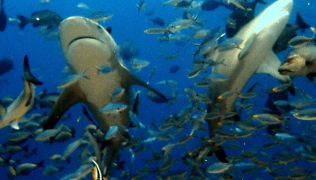Requins-bouledogues dans les eaux du Yucatán