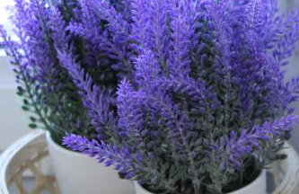 Persephone - Photo 44