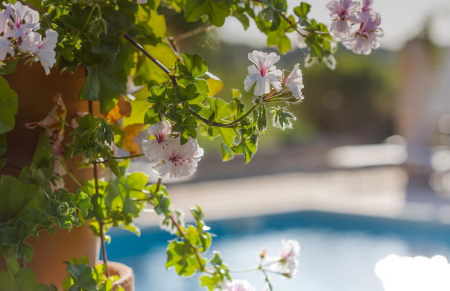 Sa Rota den Palerm - Foto 2