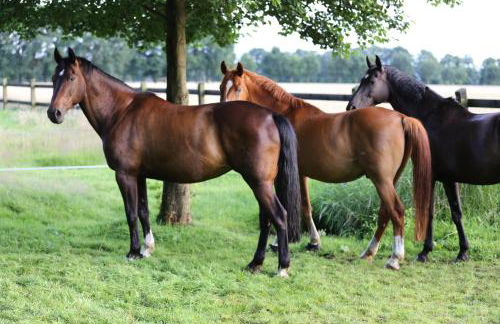Große Ferienwohnung, auf Bauernhof mit Ponys und Pferden, ländlich und ruhig, Nähe Dümmer See - Photo 20