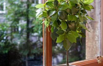 Central, Cozy 2BR-1BA-Haymarket - with Parking - Foto 8